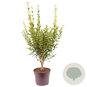Ligustrum ovalifolium 80-100 cm 7,5L