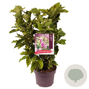 Magnolia 'Susan' 50-60 cm 5,0L