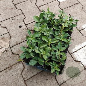 Pachysandra term. 'Green Sheen' GM P9