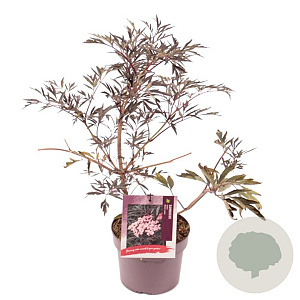 Sambucus nigra Black Lace 40-50 cm 3,0L