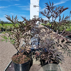Sambucus nigra Black Lace 40-50 cm 3,0L