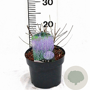 Perovskia 'Blue Spire' 30-40 cm 3,0L