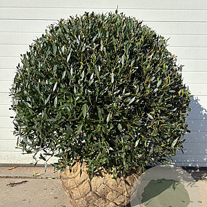 Phillyrea angustifolia 90-100 cm cont. 150L bol