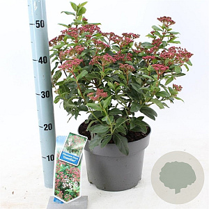 Viburnum tin. 'Gwenllian' 30-40 cm 5,0L