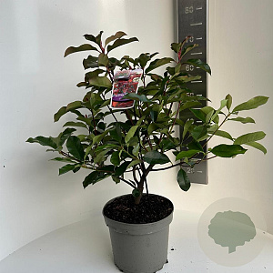 Photinia fraseri 'Camilvy' 50-60 cm 5,0L