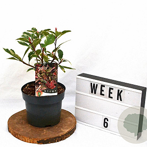 Photinia fraseri Louise 40-50 cm 3,0L