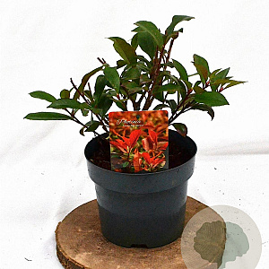 Photinia fraseri 'Mandarino' 25-40 cm 3,0L