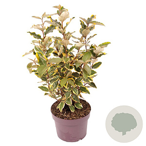 Elaeagnus ebb. 'Viveleg' 30-40 cm 3,0L