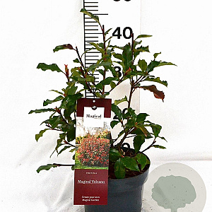 Photinia Magical Volcano 40-60 cm 3,0L