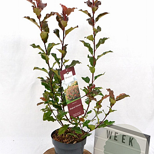 Photinia Magical Volcano 40-60 cm 3,0L