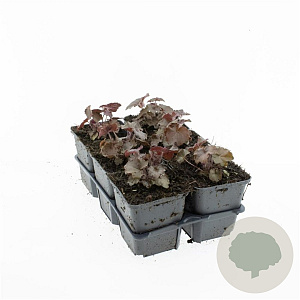 Heuchera m. 'Palace Purple' GM P9