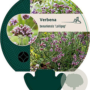 Verbena bon. 'Lollipop' GM P9