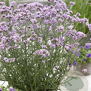 Verbena bon. 'Lollipop' GM P9