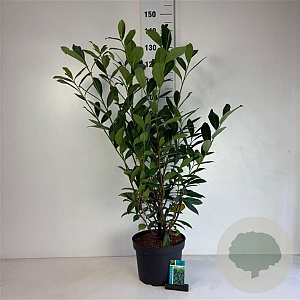 Prunus l. 'Caucasica' 80-100 cm 10L