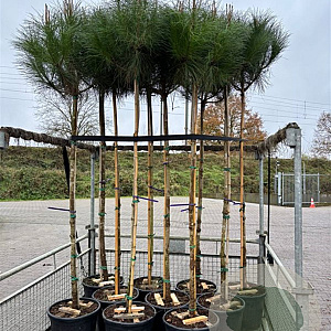 Pinus pinea 8-10 HO container