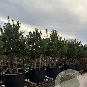 Pinus sylvestris 200-300 cm cont. 450L meerstammig