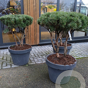 Pinus sylv. 'Watereri' 80-100 cm container meerstammig