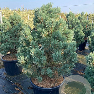 Pinus sylv. 'Watereri' halfstam 30L
