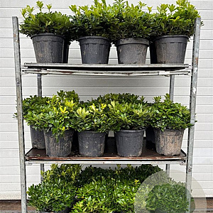 Pittosporum tob. 'Nanum' 40 cm 9L bol 30-40