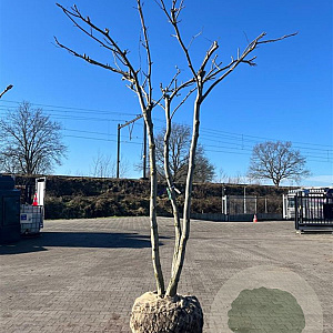 Platanus hispanica 300-350 cm draadkluit meerstammig solitair dak vorm