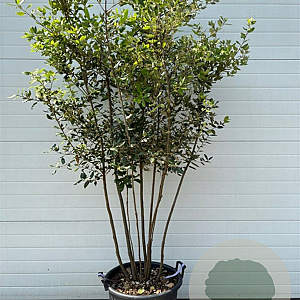Quercus ilex 150-200 cm 50L meerstammig