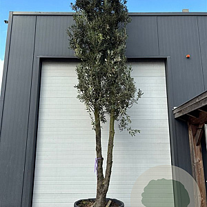 Quercus ilex 450-500 cm container meerstammig