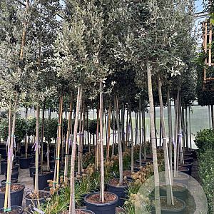 Quercus ilex 12-14 HO 45L