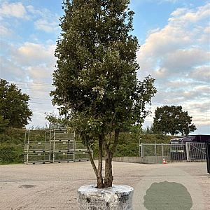 Quercus ilex GM container meerstammig solitair