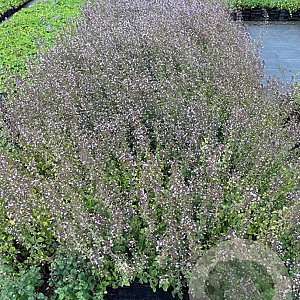 Calamintha n. 'Blue Cloud' GM P9