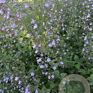 Calamintha n. 'Blue Cloud' GM P9
