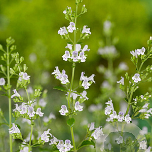 Calamintha n. 'White Cloud' GM P9