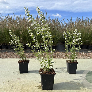 Calamintha n. 'White Cloud' GM P9