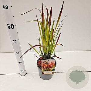 Imperata "Red Baron" 25-30 cm 2,0L