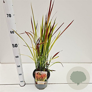 Imperata "Red Baron" 25-30 cm 2,0L