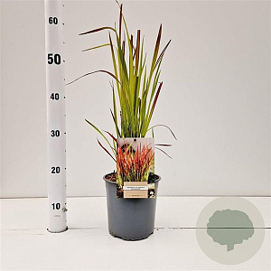 Imperata "Red Baron" 25-30 cm 2,0L