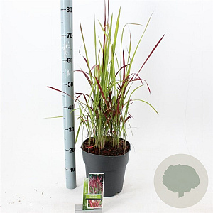 Imperata "Red Baron" 50-70 cm 6,5L