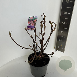 Rhododendron (AK) 'Berryrose' 40-50 cm 5,0L