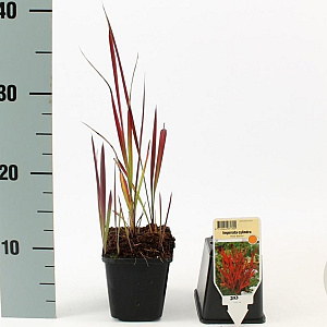Imperata "Red Baron" GM P9