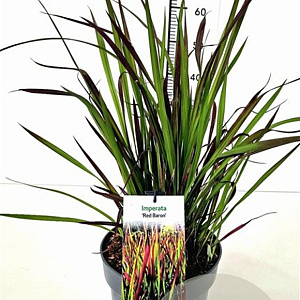 Imperata "Red Baron" GM 1.5