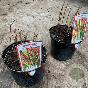Imperata "Red Baron" GM 2,0L