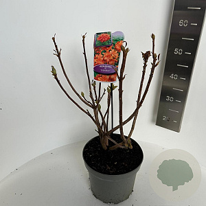 Rhododendron (AK) 'Gibraltar' 40-50 cm 5,0L