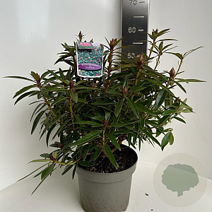 Rhododendron (AP) 'Graziella' 40-50 cm 5,0L