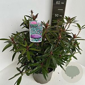 Rhododendron (AP) 'Graziella' 40-50 cm 5,0L