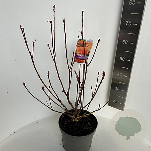 Rhododendron (AM) 'H.H. Witte' 40-50 cm 5,0L