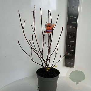 Rhododendron (AM) 'H.H. Witte' 40-50 cm 5,0L