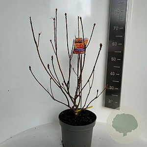 Rhododendron (AM) 'H.H. Witte' 40-50 cm 5,0L