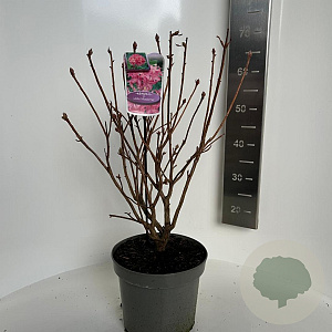 Rhododendron (AV) 'Jolie Madame' 40-50 cm 5,0L