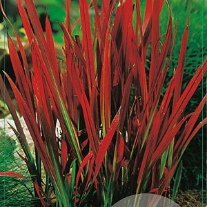 Imperata "Red Baron" GM C5