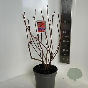 Rhododendron (AK) 'Satan' 40-50 cm 5,0L