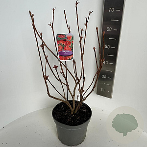 Rhododendron (AK) 'Satan' 40-50 cm 5,0L